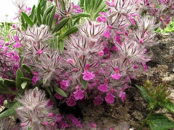 چای کوهی - معرفی و خواص گیاهان دارویی